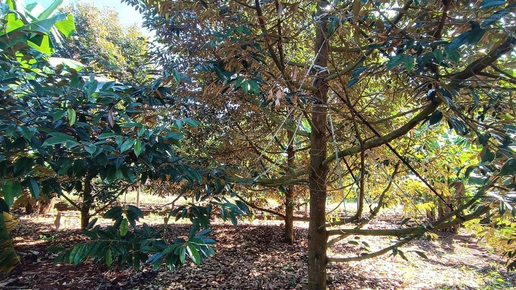 Đất vườn khu dân cư 3,4 tỷ mặt tiền hướng đông 839 m2 100 thổ cư có sầu riêng đẹp hơn mong đợi