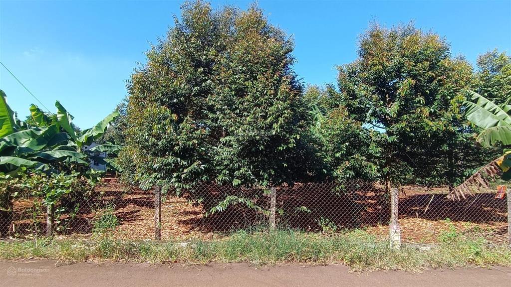 Đất vườn khu dân cư 3,4 tỷ mặt tiền hướng đông 839 m2 100 thổ cư có sầu riêng đẹp hơn mong đợi