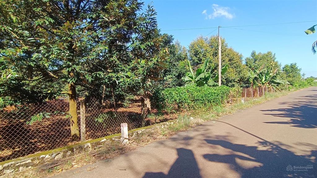 Đất vườn khu dân cư 3,4 tỷ mặt tiền hướng đông 839 m2 100 thổ cư có sầu riêng đẹp hơn mong đợi