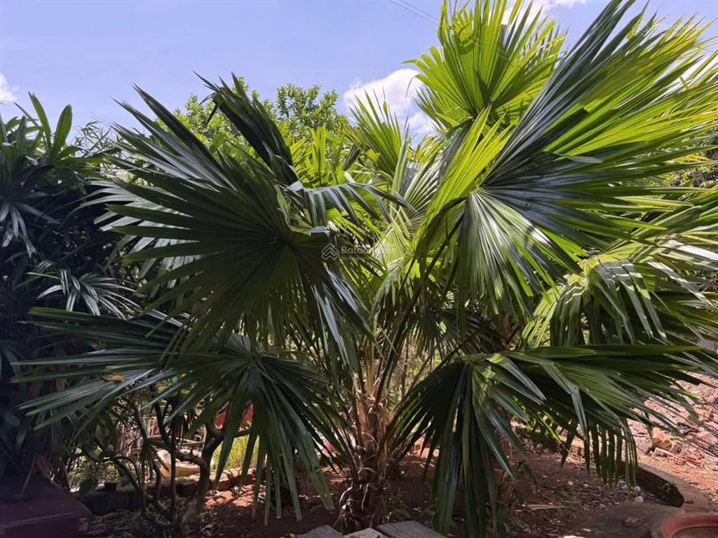 Bán 1700m2 đất thị trấn liên nghĩa đức trọng lâm đồng 8 tỷ cách sân bay liên khương 6 km