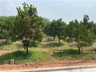 Bán vườn mít 4 năm 505m2 bên hông ubnd xã có 200m thổ cư, mt đường nhựa 8m sẵn sổ giá full 750tr