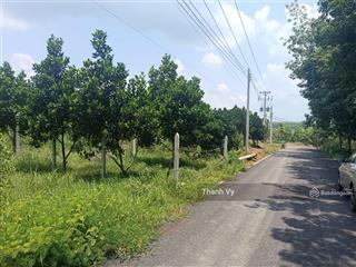 Bán đất tặng vườn mít đợi thu hoạch sẵn thổ cư 250m2 giá full 350tr, đường nhựa 12m sát kcn 1000 ha