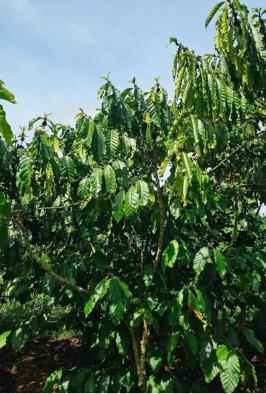 Cần bán lô đất diện tích lớn xã lộc ngãi
