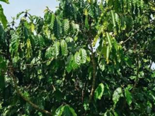 Cần bán lô đất diện tích lớn xã lộc ngãi