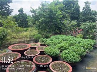 Siêu hiếm 4.486m2, đất đẹp trung tâm quận 2, 50x90m, bình trưng đông, 120 tỷ (27 triệu đồng/m2)