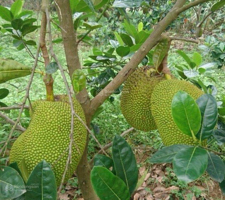 Bán đất tại dh507, an linh, phú giáo, bình dương, 800 triệu, 5000m2 đẹp, nhiều tiện ích hot!