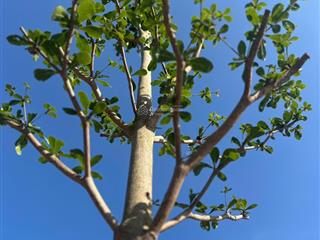 Bán gấp đất tại dh519, phước sang, phú giáo, bình dương, 550 triệu, 250 m2