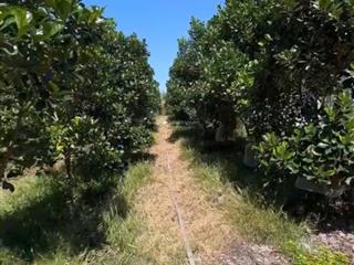 Bán đất tại dh507, an linh, phú giáo, bình dương, đầu tư kinh doanh buôn bán được