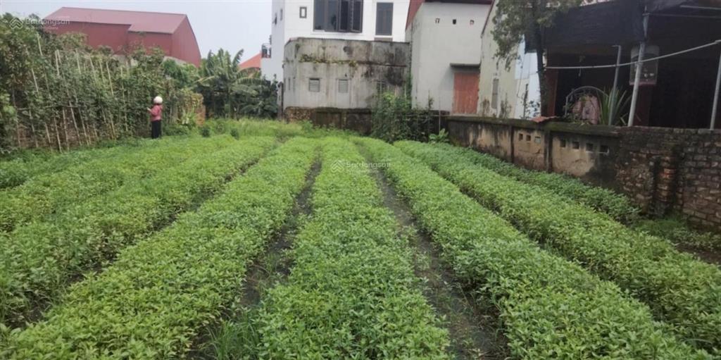 Bán đất tại xã liên nghĩa, văn giang, hưng yên, 271m2. giá 38tr / m2