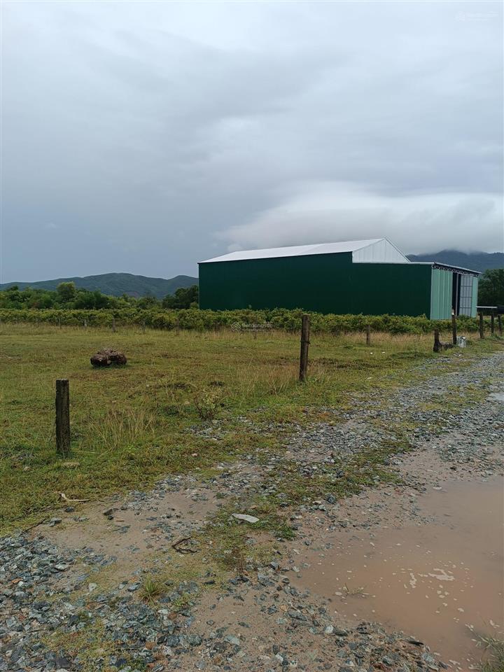 Bán 14000m2 đất trồng cây(100m  140m) hai mặt tiền nhựa chân mây