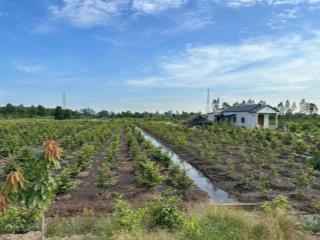 1000m² đất vườn ấp 1, bình đức (được chuyển thổ cư)