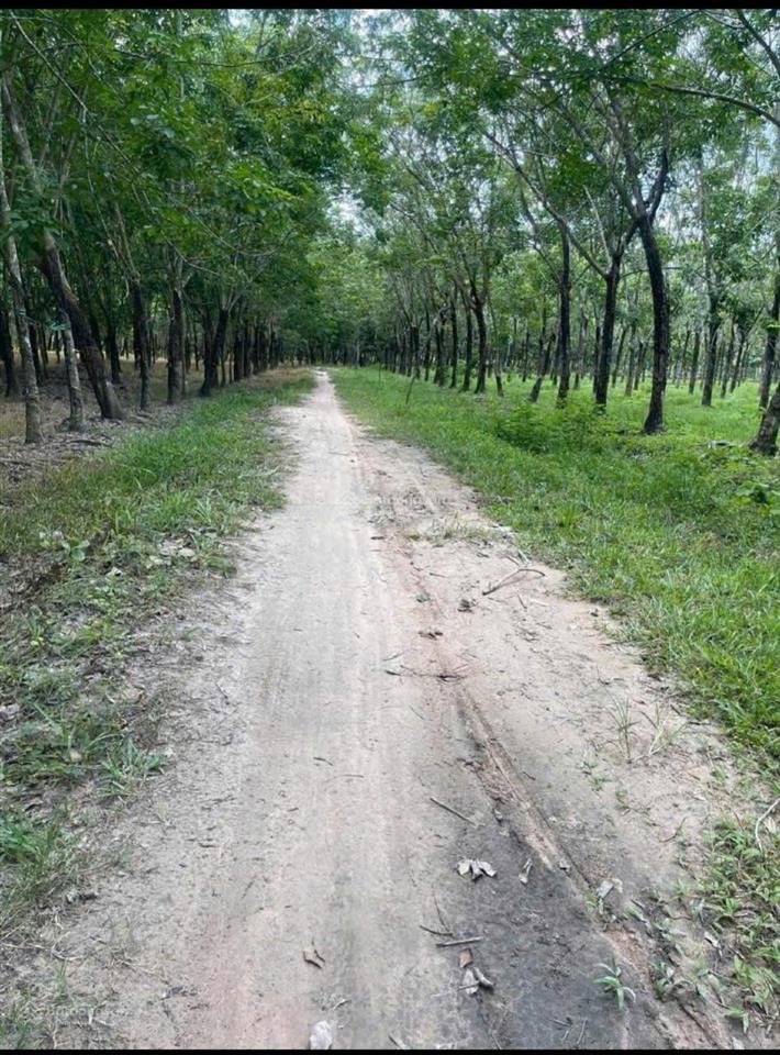 Bán 2 mẫu 2 cao su ninh điền, có đường ô tô, sổ sẵn, 13ty