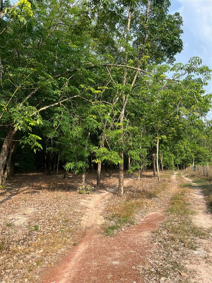 Bán đất minh thạnh, 29 tỷ, 40000 m2, pháp lý đầy đủ, mặt tiền 200m