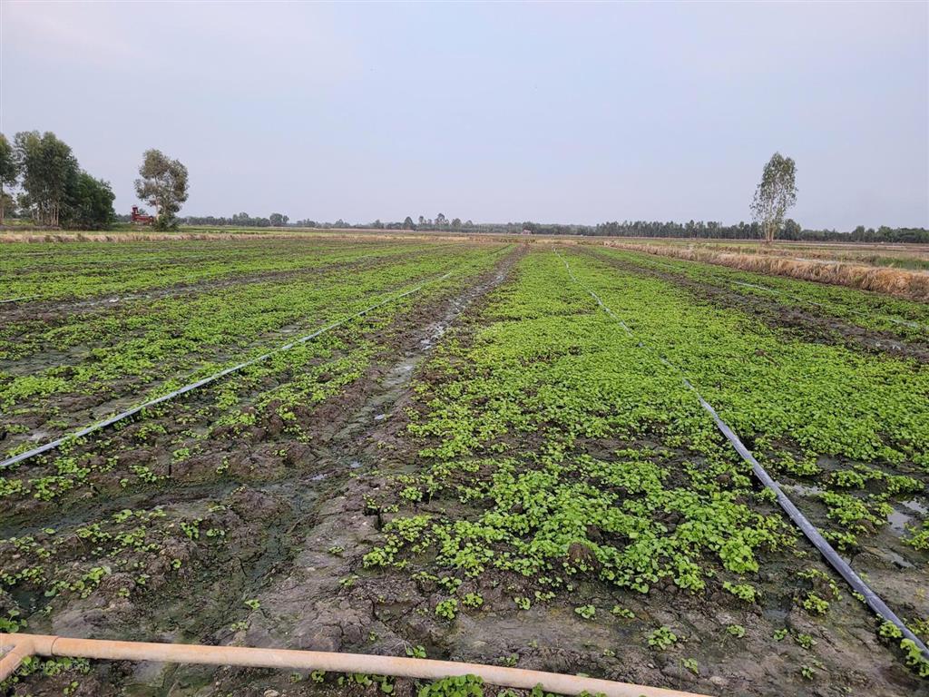 Bán đất gần đt 839, xã bình hòa hưng, đức huệ, long an, 3,25 tỷ, 10000000 m2 giá siêu hời, uy tín