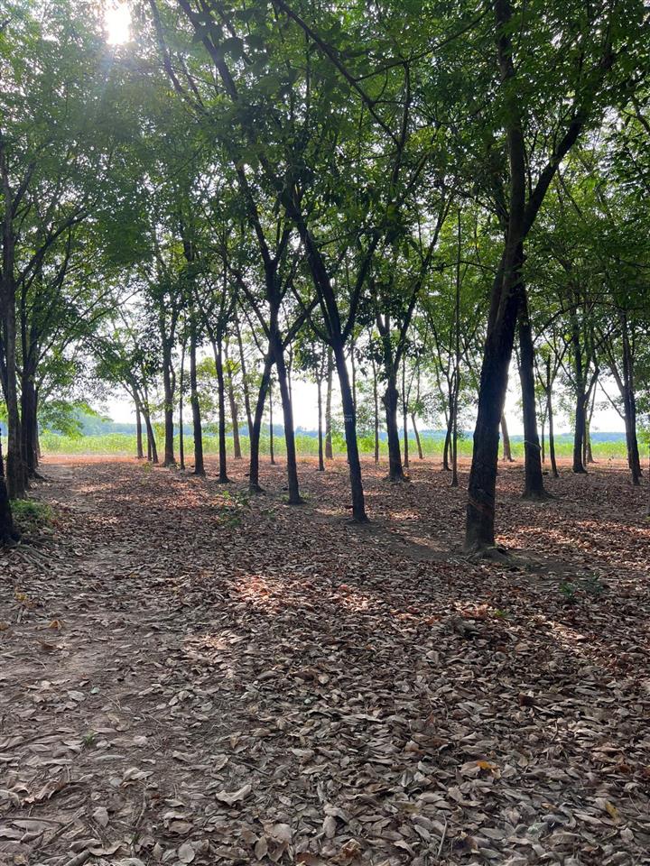 Bán đất tại ninh điền, châu thành, tây ninh, giá cực chất 155 tỷ, 160000 m2