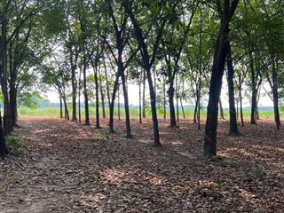 Bán đất tại ninh điền, châu thành, tây ninh, giá cực chất 155 tỷ, 160000 m2
