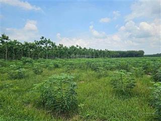 Chủ bán hơn 8 mẫu đất tại minh thạnh, dầu tiếng, bình dương ô tô tới đất, 215 m mặt tiền