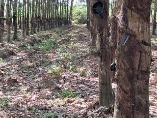 Bán đất tại chánh phú hòa, bến cát, bình dương, giá thỏa thuận, 19318 m2