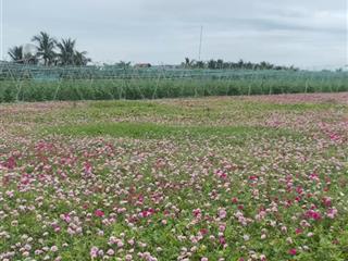 Bán gấp lô đất 150m2, full thổ, xã tân điền, gò công đông, tiền giang gần biển tân thành