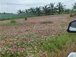 Cần bán gấp đất xã tân điền, gò công đông, tiền giang gần biển tân thành, 150m2/1,5 tỷ, shr, thổ cư