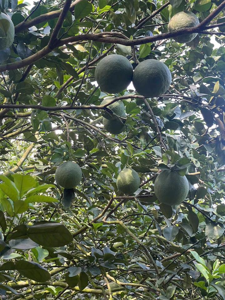 Chủ ngộp cần bán gấp đất vườn 2092m2 được tặng vườn bưởi đang thu hoạch, có thu nhập hàng tháng