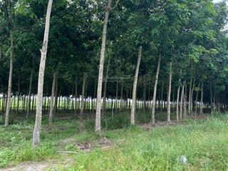 Chủ kêu bán gần 6 mẫu đất đẹp tại tân thànhđồng xoài, giá 11 tỷ/ ha