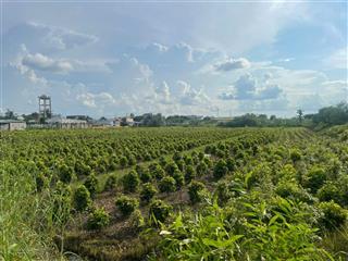 Chính chủ bán 5000m2 đất nông nghiệp ngay mặt tiền đường vườn thơm, xã bình lợi, bình chánh