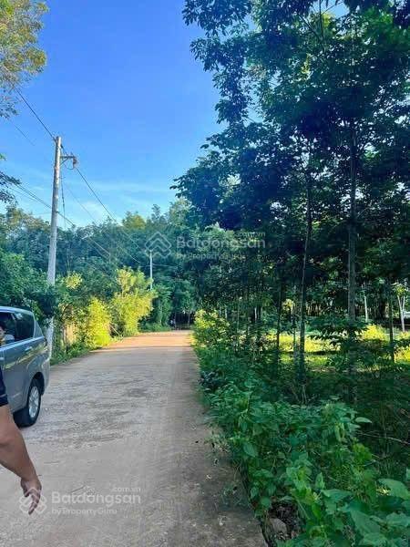 Bán đất tại dh507, an linh, phú giáo, bình dương, 320 triệu, 200m2