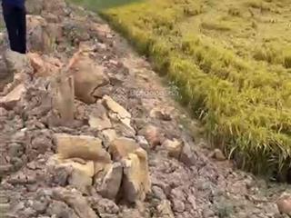 Bán 3005m2 đất lúa giá 250 triệu