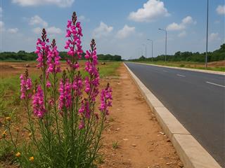 2ha đất mặt tiền đắc địa kết nối sân bay, cao tốc, metro, thương mại tự do