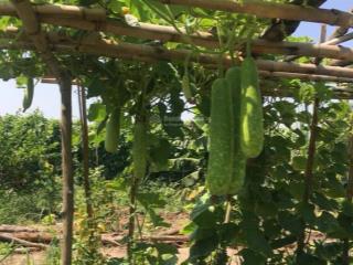 Cần bán nhà vườn nghỉ dưỡng, mặt tiền đường nguyễn thị dây, tân thạnh tây, củ chi