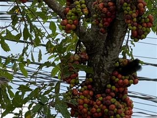 Bán đất tại làng nghề nước mắm cửa khe ,đất 3 mặc tiền đi thẳng xuống biển, mảnh đất cách biển 50m
