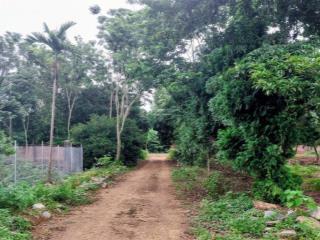Khu đất nhà sàn bám hồ  không gian xanh cho homestay & nghỉ dưỡng