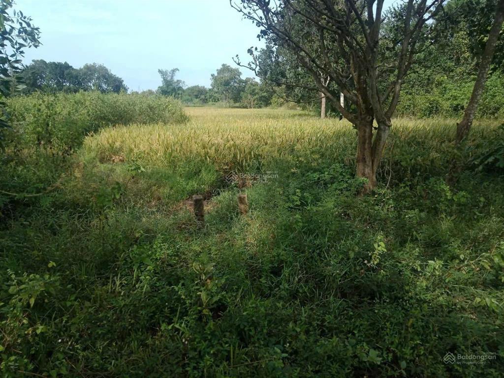 Cần bán nền đất 254,5m2 (100m2 thổ) chỉ 1tỷ100 triệu, ấp 4 an khương hớn quản bình phước(đồng nai)