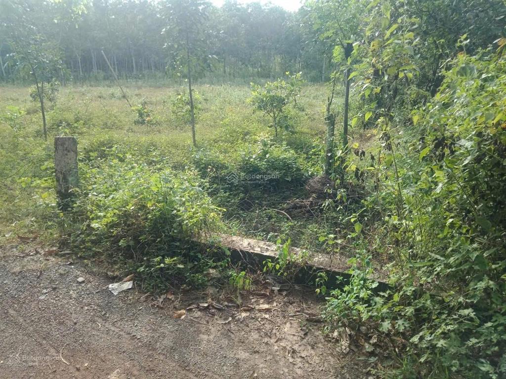 Cần bán nền đất 254,5m2 (100m2 thổ) chỉ 1tỷ100 triệu, ấp 4 an khương hớn quản bình phước(đồng nai)