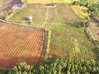 Chủ ngộp 1,3 ha có 2300 cây cf tơ khoẻ. ra nhanh 1,2 tỷ thiện chí thương lượng