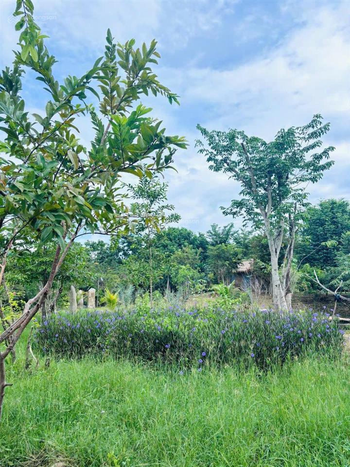 Đất mẫu khu vực xã phước trung, bác ái (cũ)