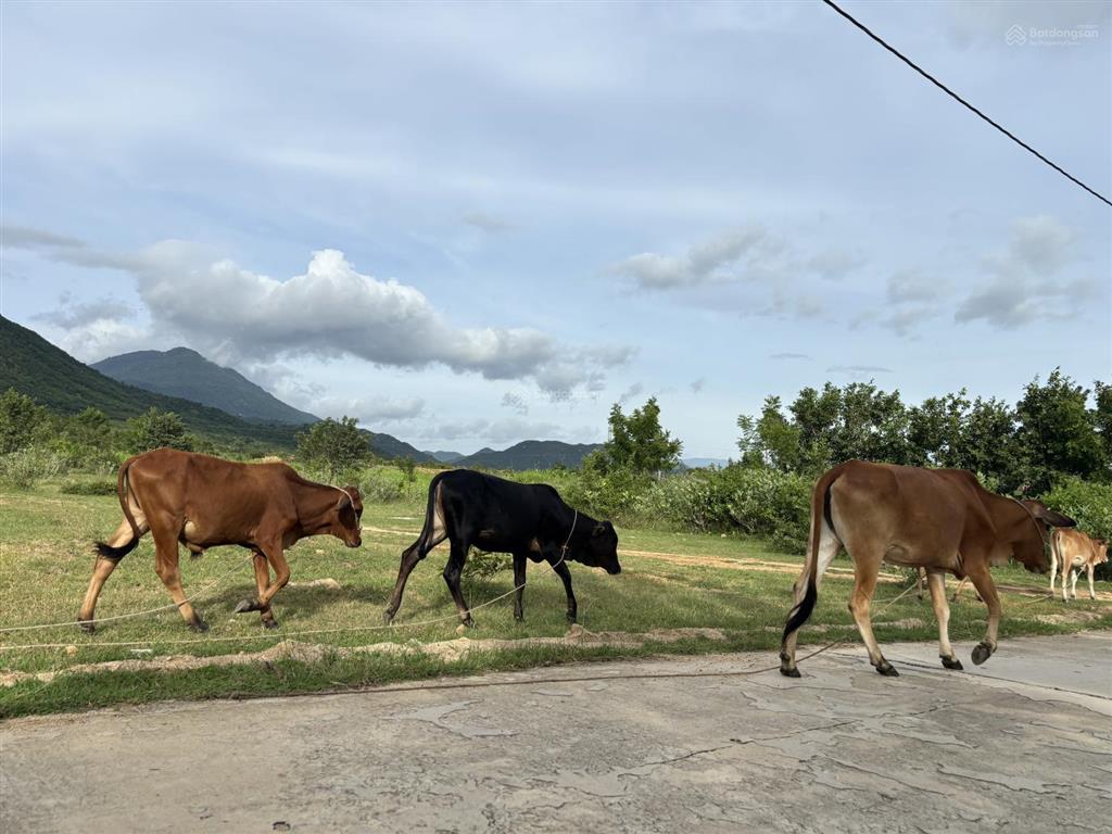 Đất mẫu khu vực xã phước trung, bác ái (cũ)