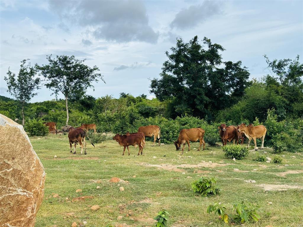 Đất mẫu khu vực xã phước trung, bác ái (cũ)