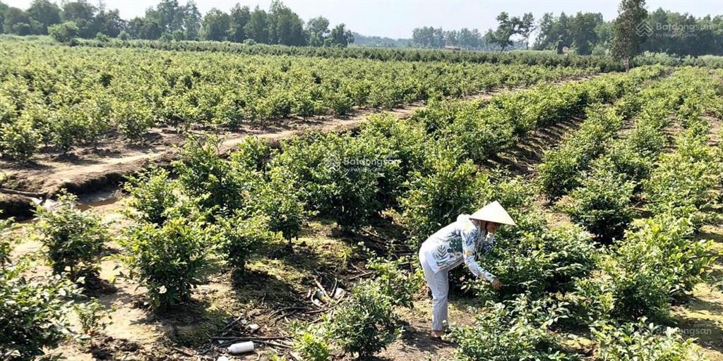 Bán đất tại đường vườn thơm. dt 1000m2  2000m2  3000m2  4000m2  5000m2