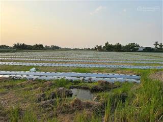 Bán đất tại long khê diện tích 10.000m2 (có thương lượng)