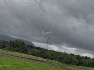 Cần bán 5,158m2 cây hàng năm cam lâm full xoài lâu năm giá rẻ nhất khu vực