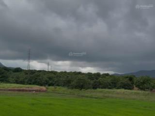 Full xoài lâu năm, tân sinh tây cạnh khu dân cư giá siêu rẻ phù hợp đầu tư sinh lợi nhuận cao