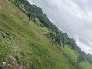 Cần bán 1950m2 có xoài cây hàng năm và lúa nước còn lại giá chỉ hơn 300tr/xào đầu tư rẻ