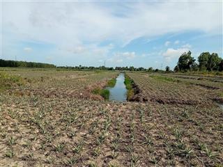 Đất tại đường tỉnh lộ 865, xã hưng thạnh, tân phước, tiền giang giá tốt bán gấp