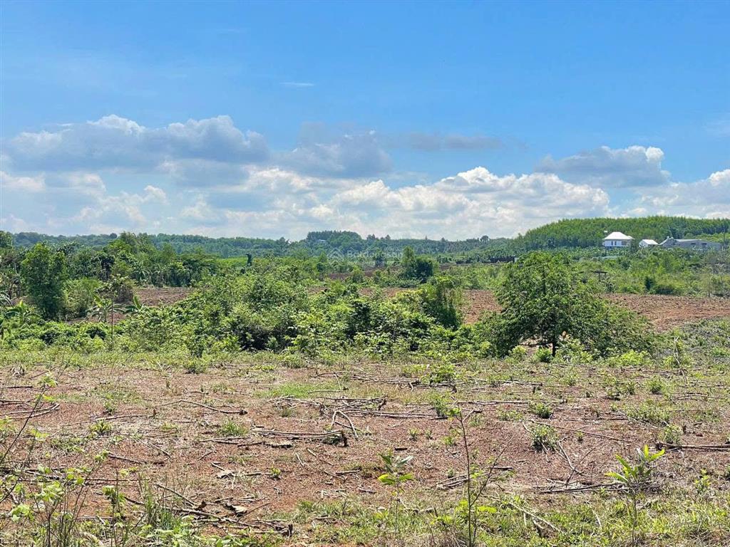 Sở hữu 11 thửa đất liền kề tại phước bình, long thành. full đất ở. thích hợp làm nhà xưởng, kdc