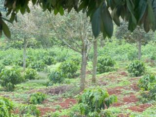 Đất vườn triền đồi , view đẹp.