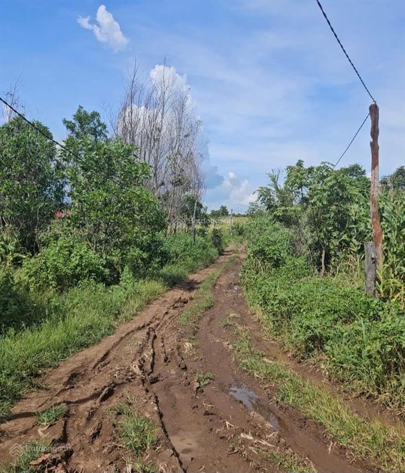 Bán đất vườn ở gần đường 25, làng tào roòng, xã ia pal, huyện chư sê