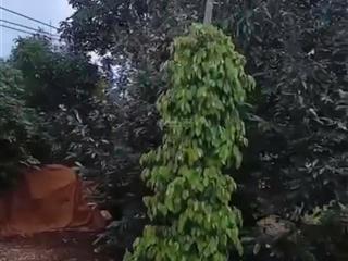 Bán rẫy 4 sào sầu riêng cho thu luôn tại buôn pan, eayong