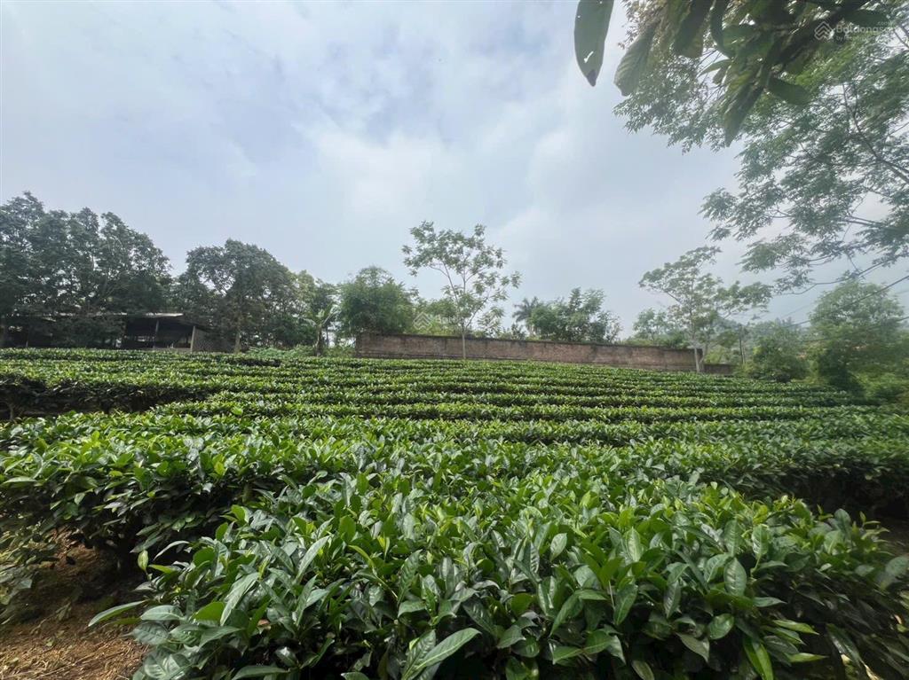 Cc gửi bán hai lô đất yên bài dt 714m2 tc 150m2 mặt đường 14m diện tích 595m2 mặt 13,6m tc 150m2